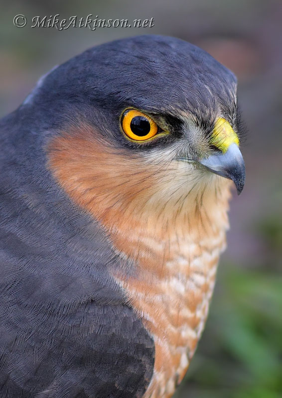 Sparrowhawk