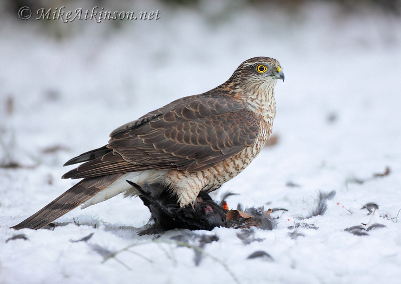 Sparrowhawk