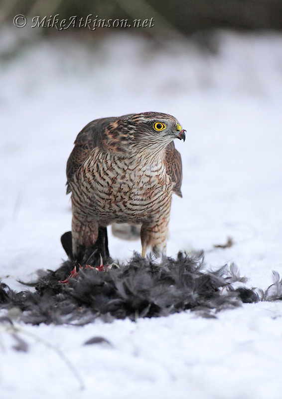 Sparrowhawk
