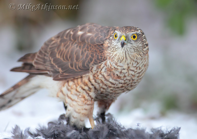 Sparrowhawk