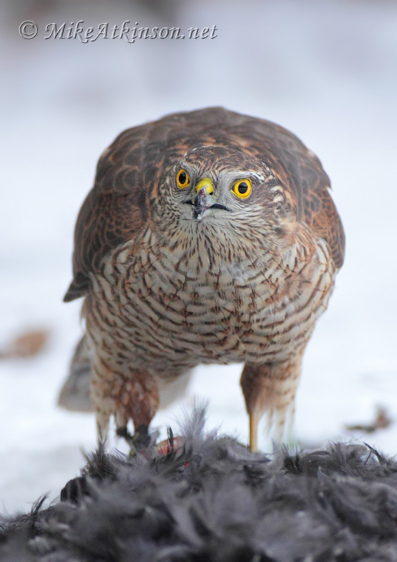Sparrowhawk