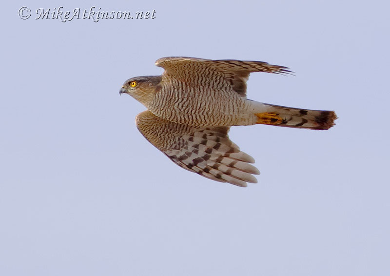 Sparrowhawk