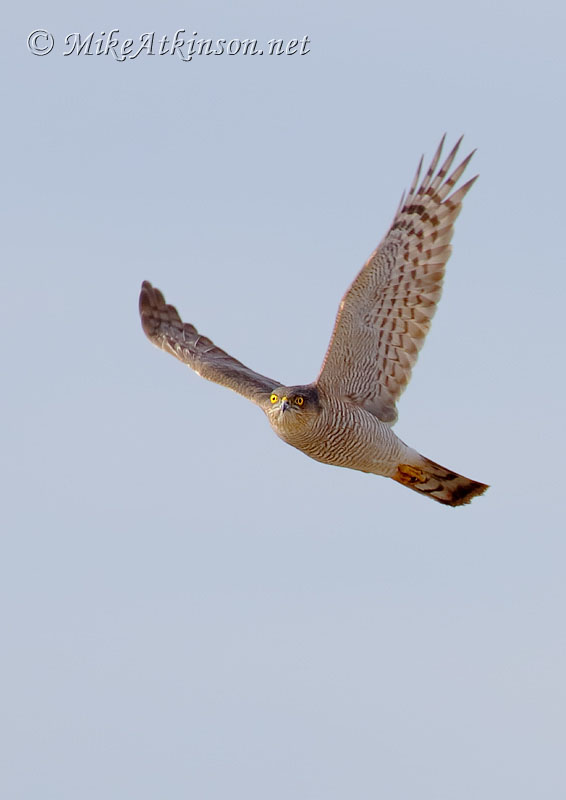 Sparrowhawk