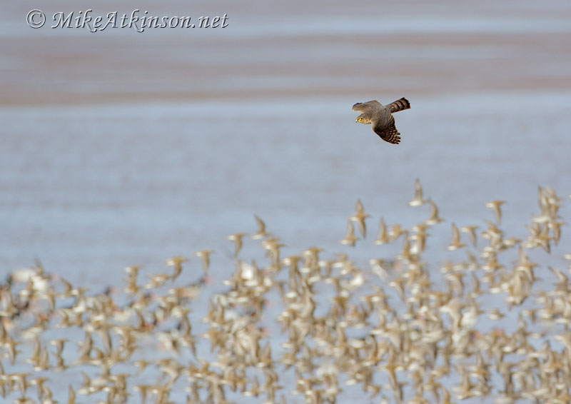 Sparrowhawk