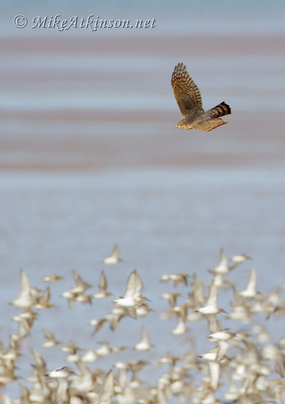 Sparrowhawk