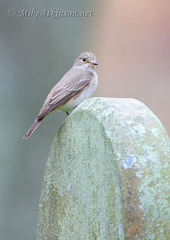 Spotted Flycatcher