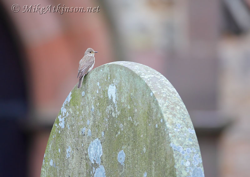 Spotted Flycatcher