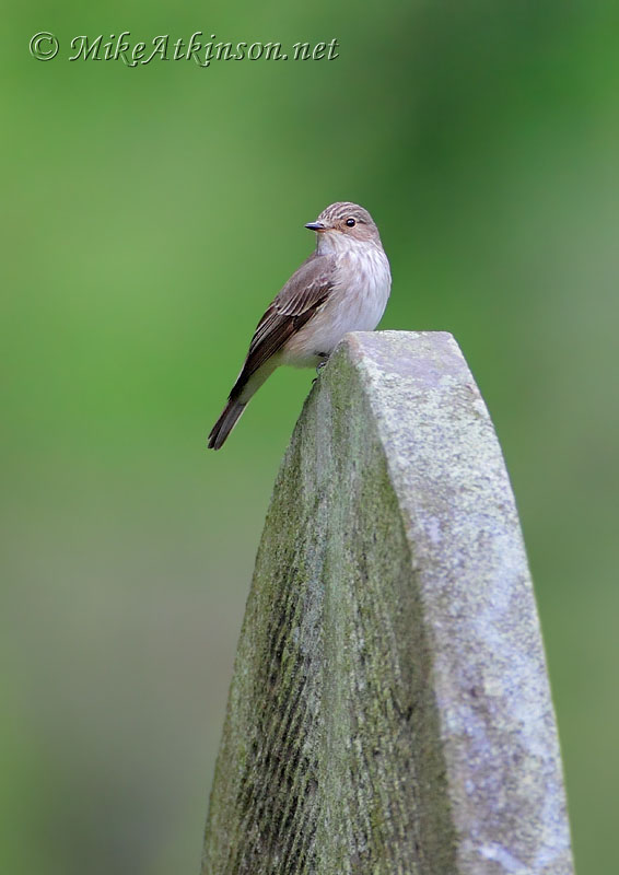 Spotted Flycatcher