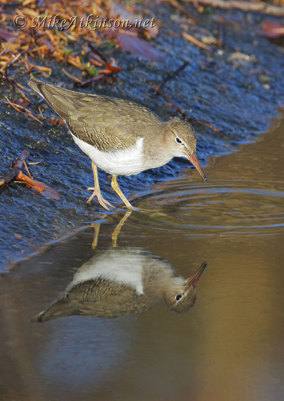 Spotted Sandpiper
