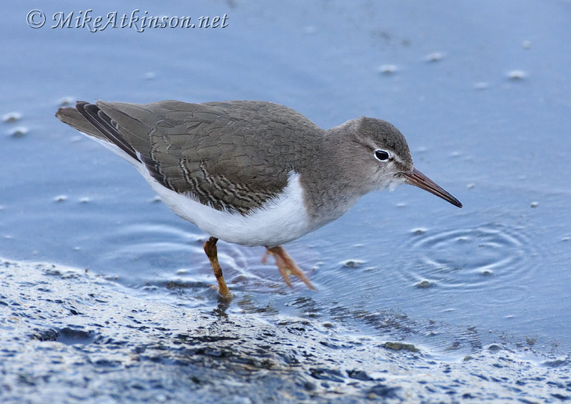 Spotted Sandpiper