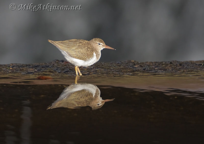 Spotted Sandpiper