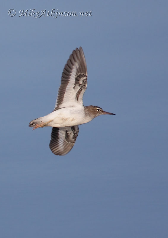 Spotted Sandpiper