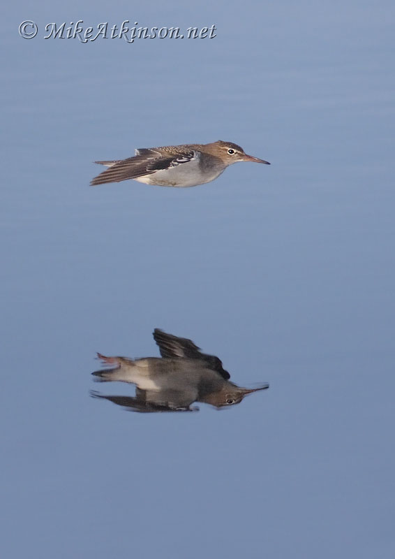 Spotted Sandpiper