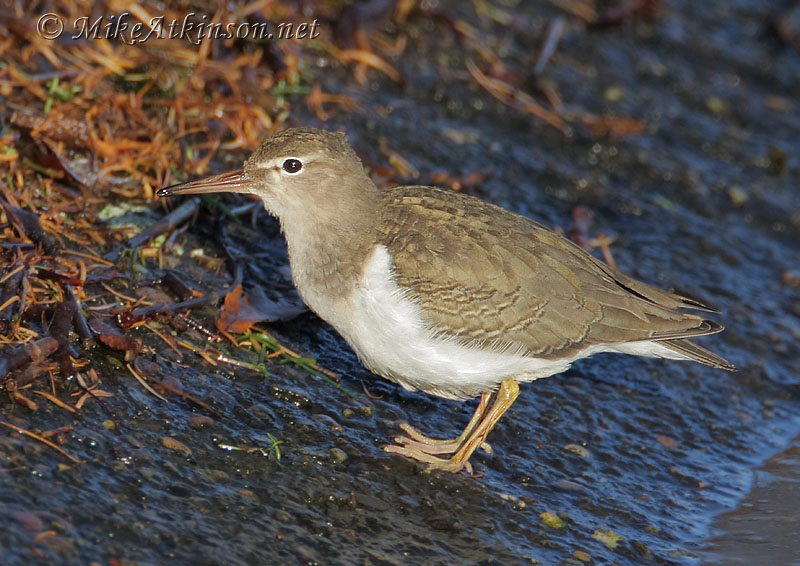 Spotted Sandpiper