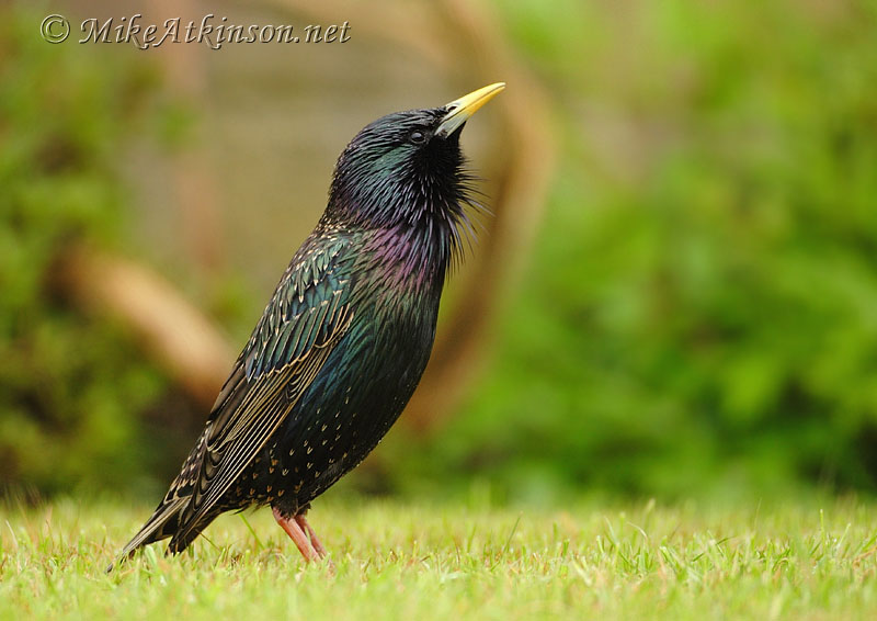 Starling