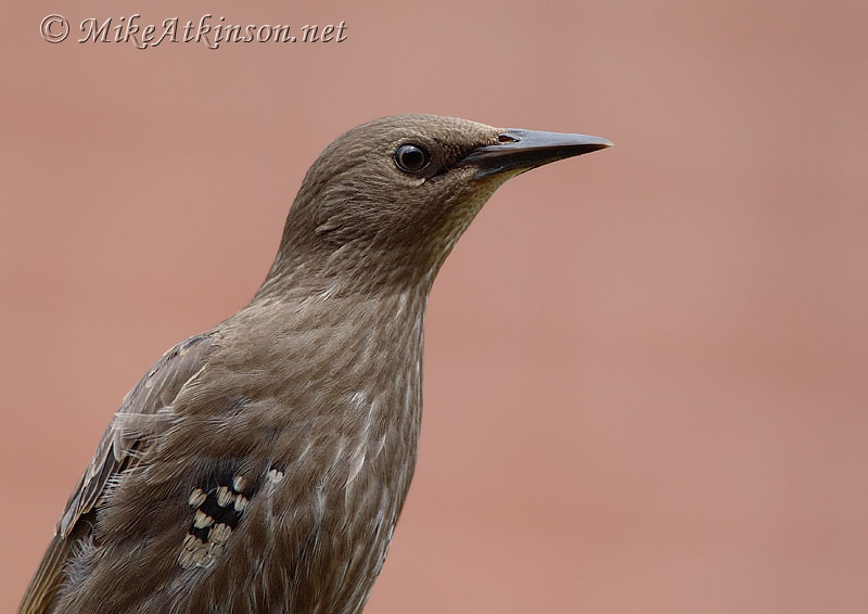 Starling