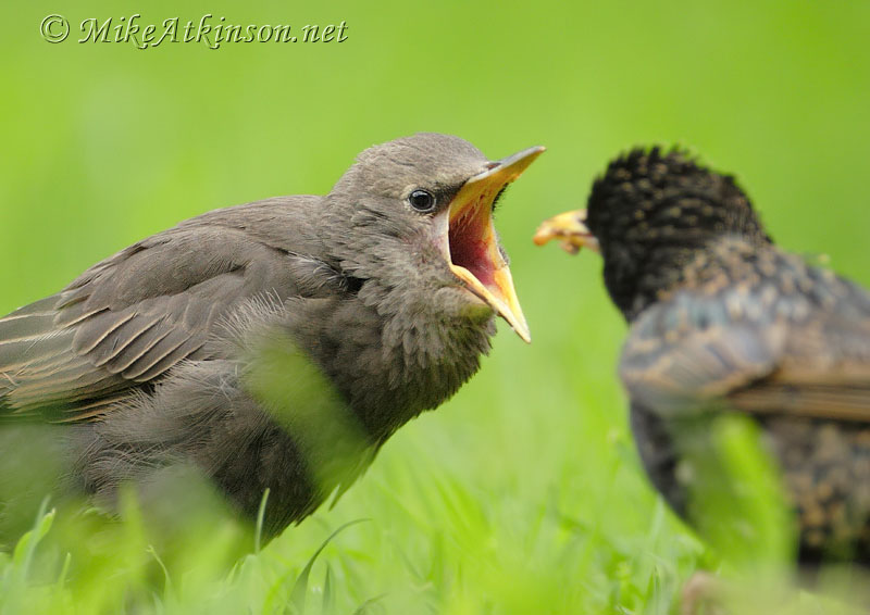 Starling
