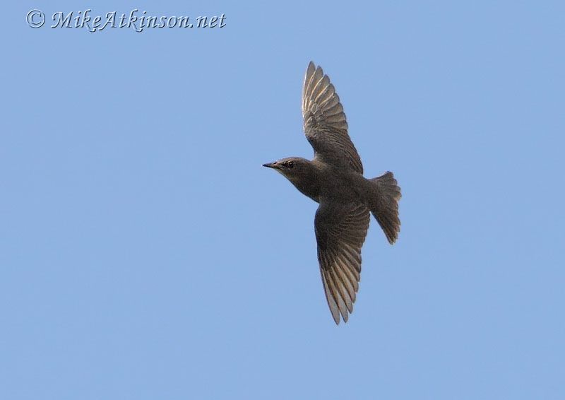 Starling