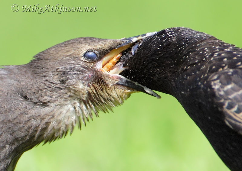 Starling