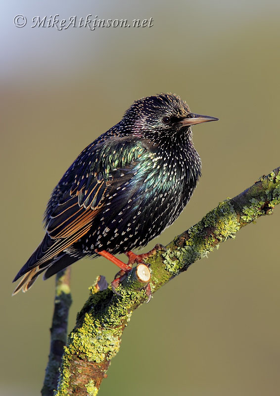 Starling