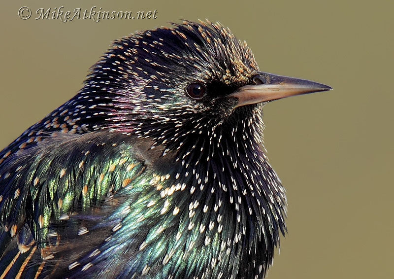 Starling