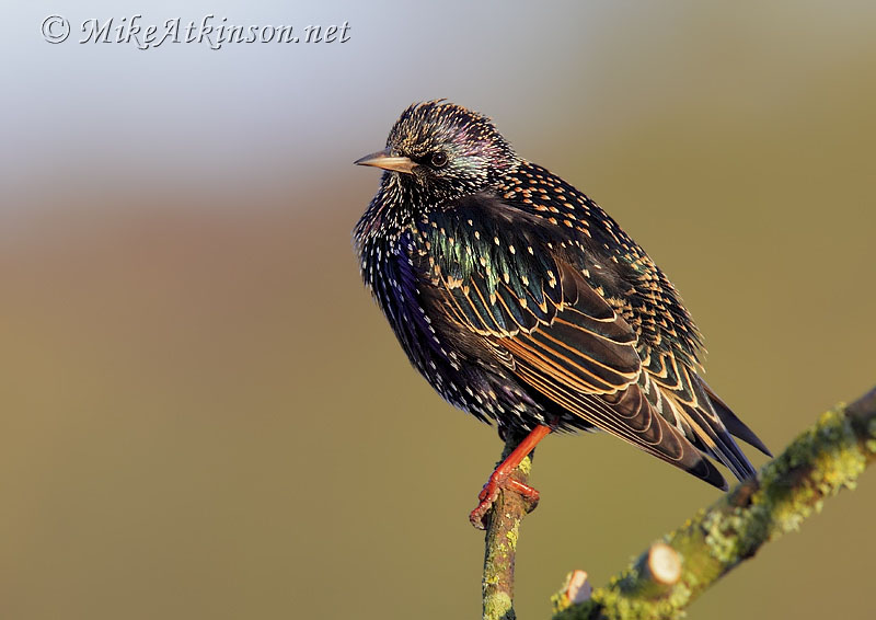 Starling