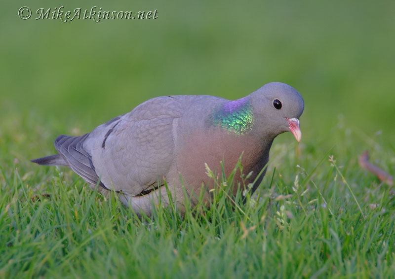 Stock Dove
