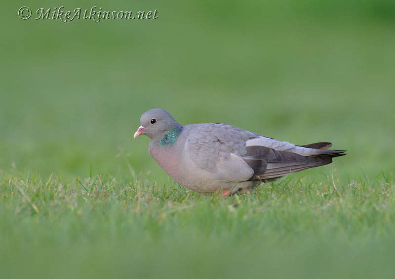 Stock Dove