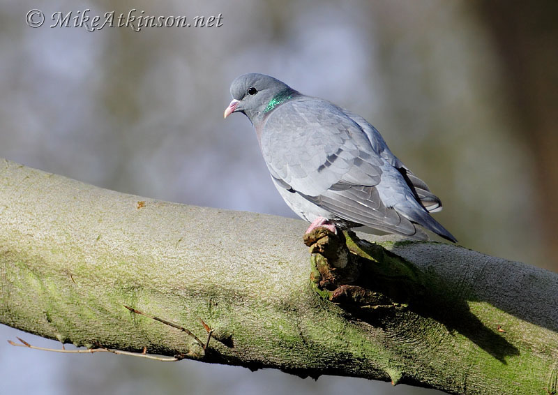 Stock Dove