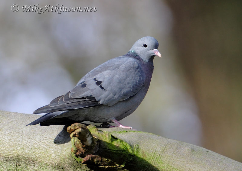 Stock Dove