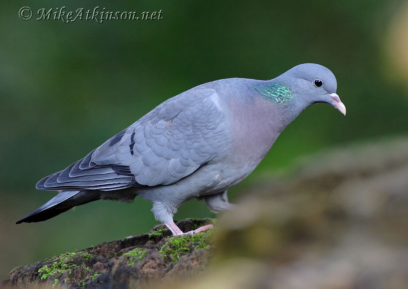Stock Dove