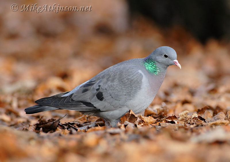 Stock Dove