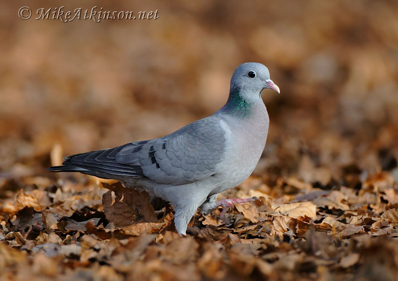 Stock Dove