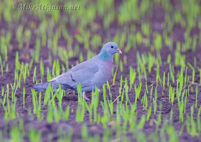 Stock Dove