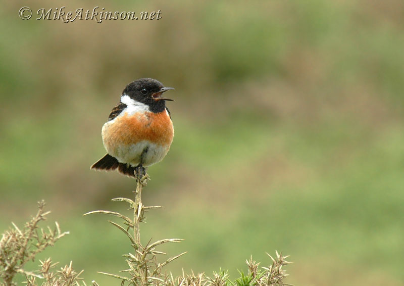Stonechat