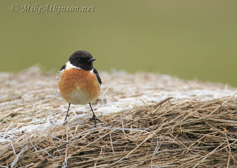 Stonechat