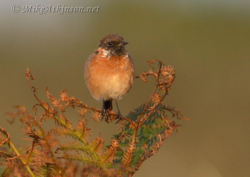 Stonechat