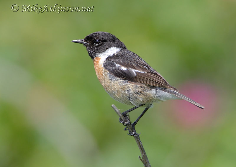 Stonechat
