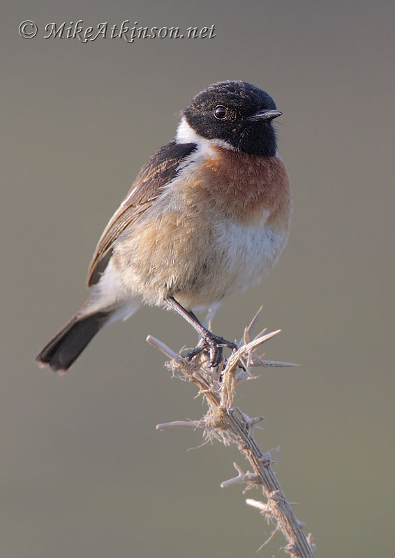 Stonechat