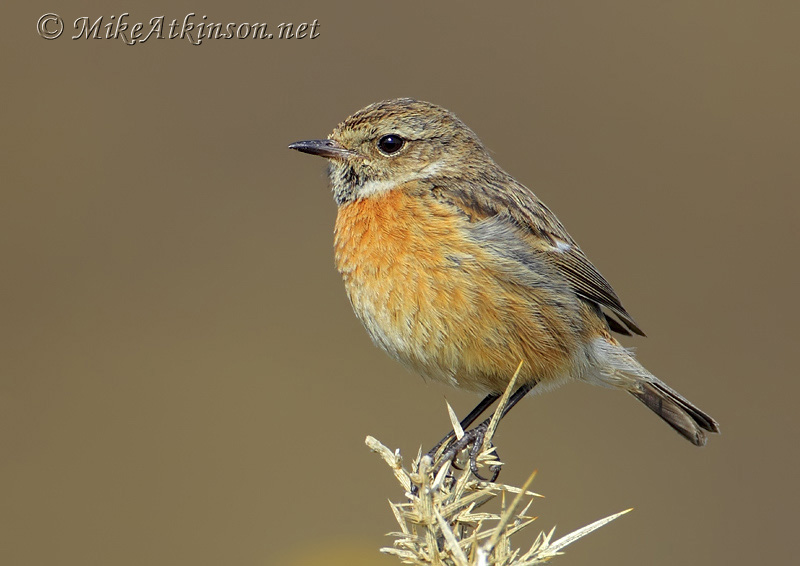 Stonechat