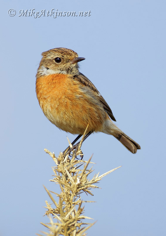 Stonechat