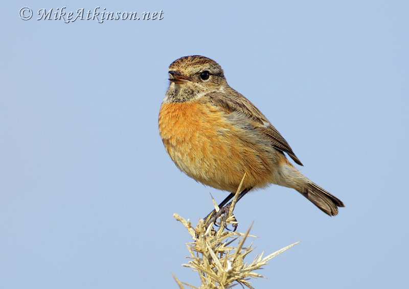 Stonechat