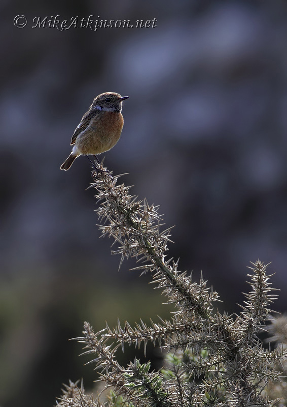 Stonechat