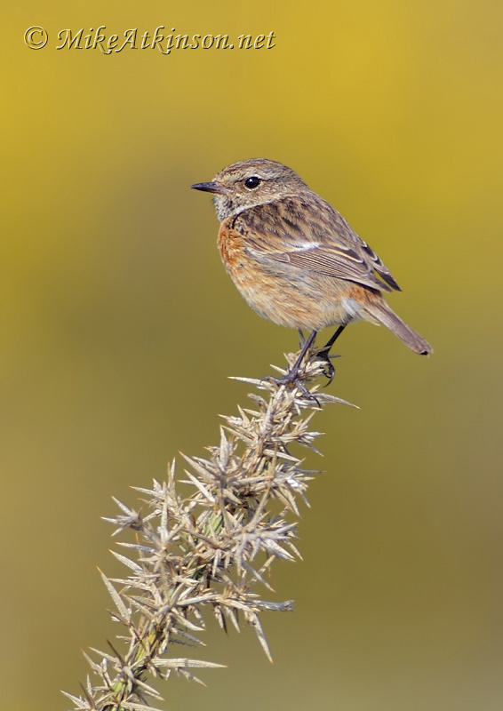 Stonechat