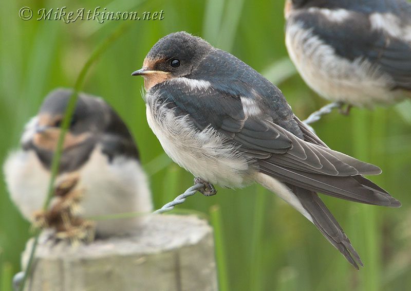 Swallow