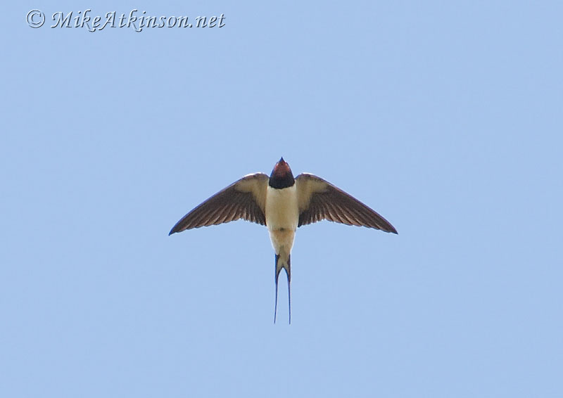 Swallow