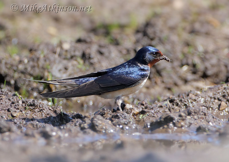 Swallow