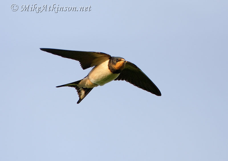 Swallow