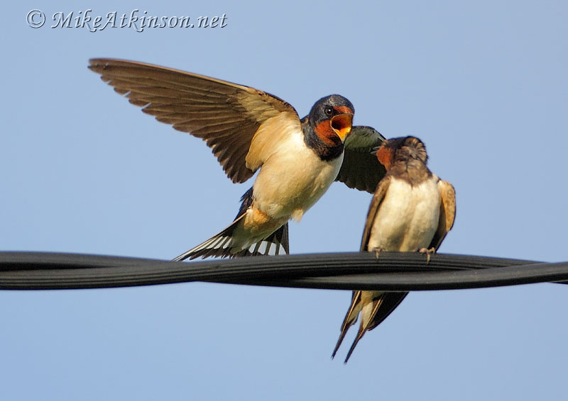 Swallow