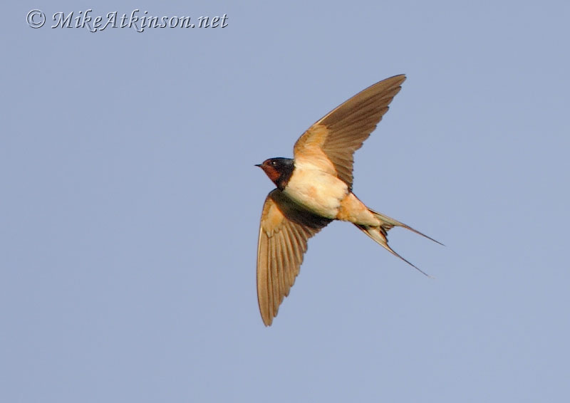 Swallow
